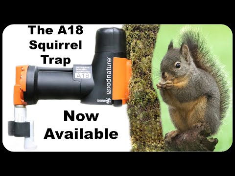 The A18 Squirrel Trap Is Now Available In The United States. Mousetrap Monday