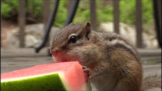 Chipmunks Try Watermelon