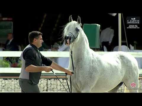 Prague  2023 Intercup   Class 9