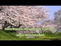 Japanese Folk Song #9: Cherry Blossoms （さくらさくら/Sakura ...