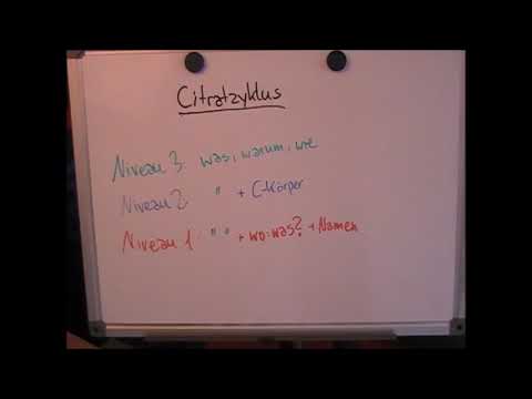 Citratzyklus Niveauschema