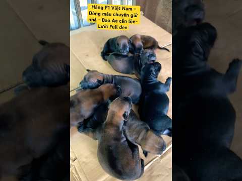 Special Thai Swirl Line in Trung Lun - Bloodline that is extremely good at guarding the house and...