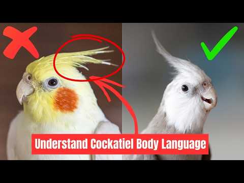 Training a Cockatiel: What You Need to Know
