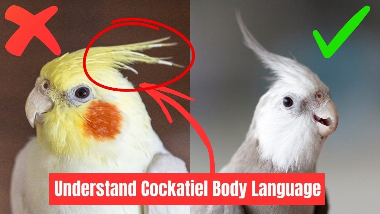 Training a Cockatiel: What You Need to Know