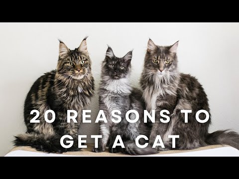 20 Reasons Why You Should Get a Cat
