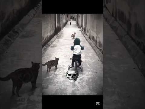 Cats protection ☠️