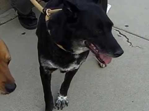 Mama Mia, an adopted Labrador Retriever & Collie Mix in Canoga Park, CA_image-1