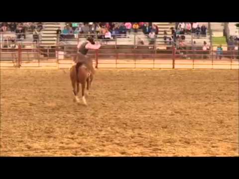 Stray Cat - Diamond Tail Ranch