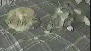 Wally and Goldie a love story