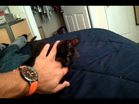 Binti, the crazy cat.