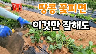 땅콩 주렁주렁 달리게 하려면 이것 3가지 지금 꼭하세요
