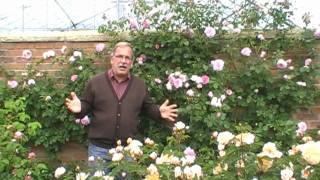 Die Englische Kletterrose James Galway