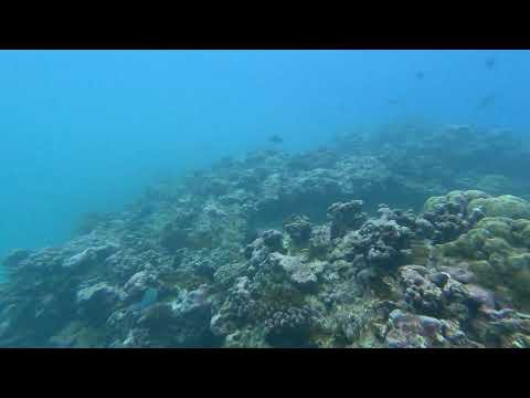 Reef runway scooter gopro9 2020