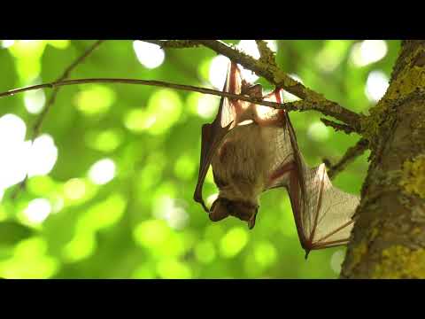 Flying Mammals: A Guide to Bats