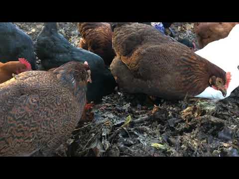 Chickens - Breakfast Time! (chicken tv!)