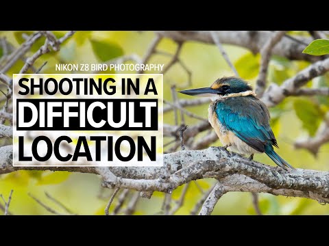 Nikon Z8 | Vogelfotografie an einem SCHWIERIGEN Ort