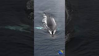 🐳 Amazing Whale Show 🥶 #Shorts