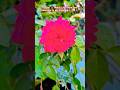 Tumko Dekha To Shorts Ytshorts Flowers Garden Shivangi75