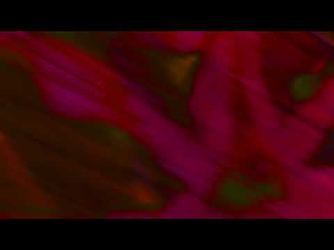 Rushes in the Tulip Garden