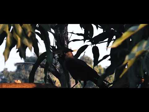 Devang - Nature and Bird shot on Panasonic AC90