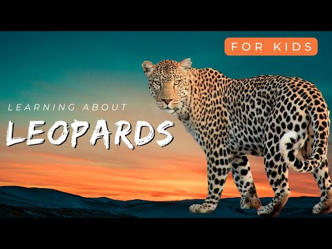 Learning About Leopards | Little Lab | Kids Educational Video