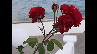 Потрясающая песня... Любовь -- это соль жизни     Biagio Antonacci --  Pazzo di lei (Без ума от нее)