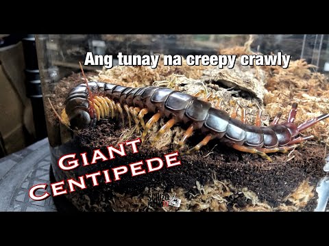 Pinaka-Siga na talaga to' ng SPTV! Panis si Kindred!