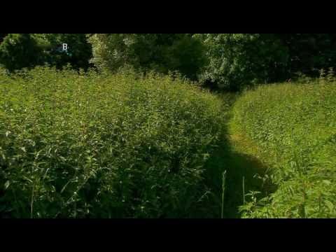 Geheimnisvolle Pflanzen - Die Brennnessel