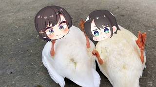 Subaru duck get stuck on her back | Animal hololive