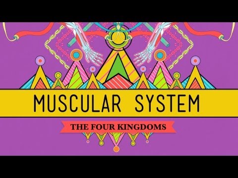 Big Guns: The Muscular System - CrashCourse Biology #31