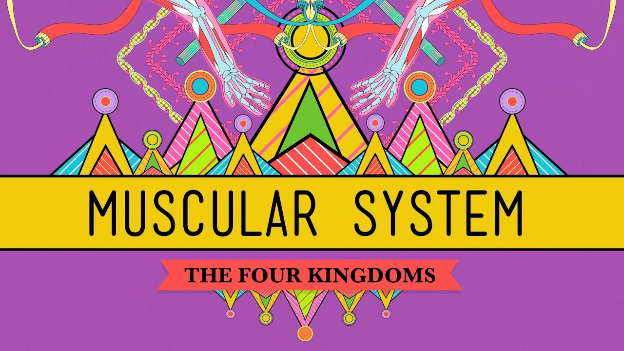 Big Guns: The Muscular System - CrashCourse Biology #31