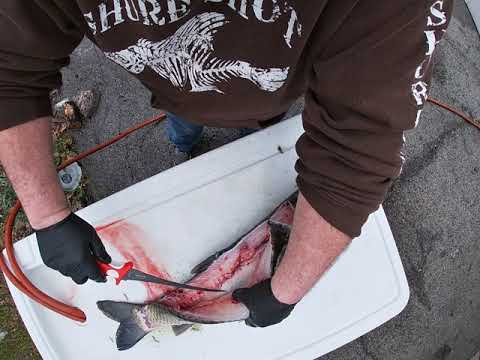 Boneless Grass Carp Fillet