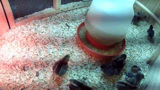 🐔 County Line Feed and Supply: LIVE from the Chicken Coop! 🐣