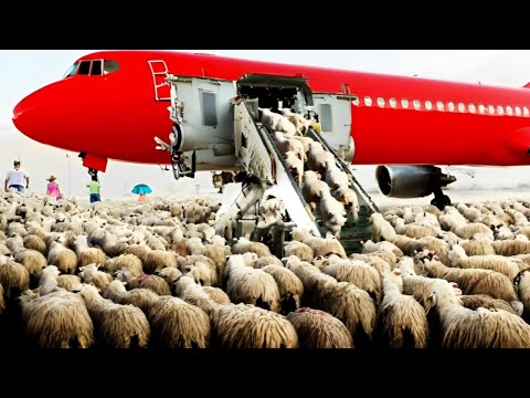 Billions of Cow, Sheep, Goat Farming exporting and Transport by aircraft