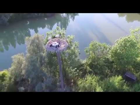 Sono nati 5 cicognini! Sono nati 5 cicognini!