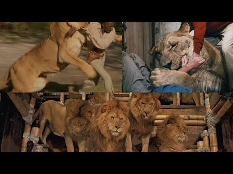 All animal attacks in Roar (1981)