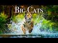 Big Cats Of The World 4K - Scenic Wildlife Film With Inspiring Music