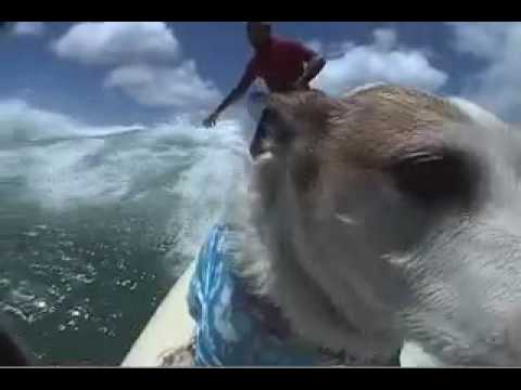 Dogs that Surf