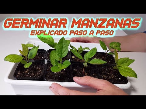 , title : 'Germinar Manzanas Rápido || Sembrar y Cultivar Manzana || Germinar semillas de Manzana || Huerto'