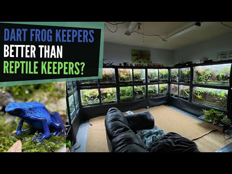 YouTube reptile video
