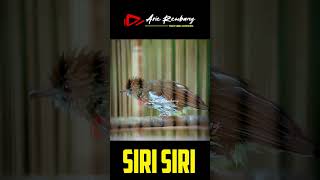Download lagu siri siri gacor full nembak mp3 Download lagu siri siri gacor full nembak mp3