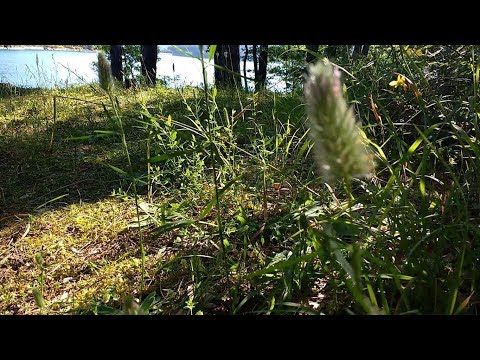 Trifolium angustifolium