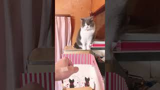 おじいちゃん家のマンチカンに完全に舐められてるまいける