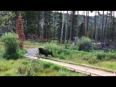 Moose entering Srague Lake, RMNP, CO. SUCH A COOL EXPERIENCE!!!!