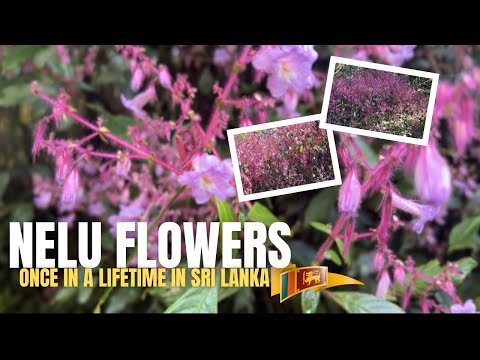 You Can See this  Only After 12 Years | Nelu Flowers Blooming at Horton Plains | Once in a Lifetime 