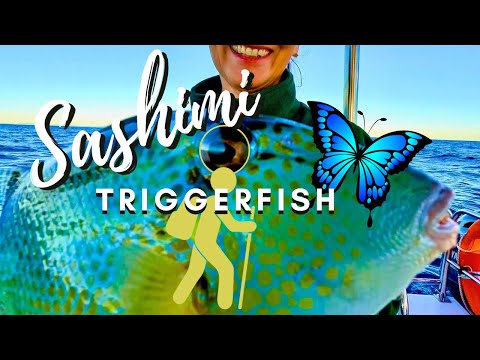 Sashimi Triggerfish 1770!