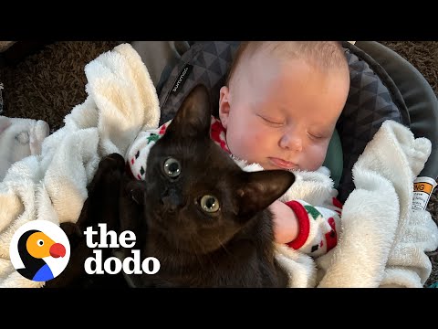 Kitten Gets Caught On Baby Cam Sneaking Into Her Sister's Crib For A Snuggle | The Dodo Soulmates