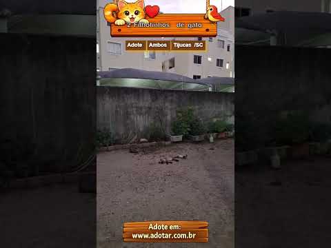 Vídeo de 2 Filhotinhos de gato