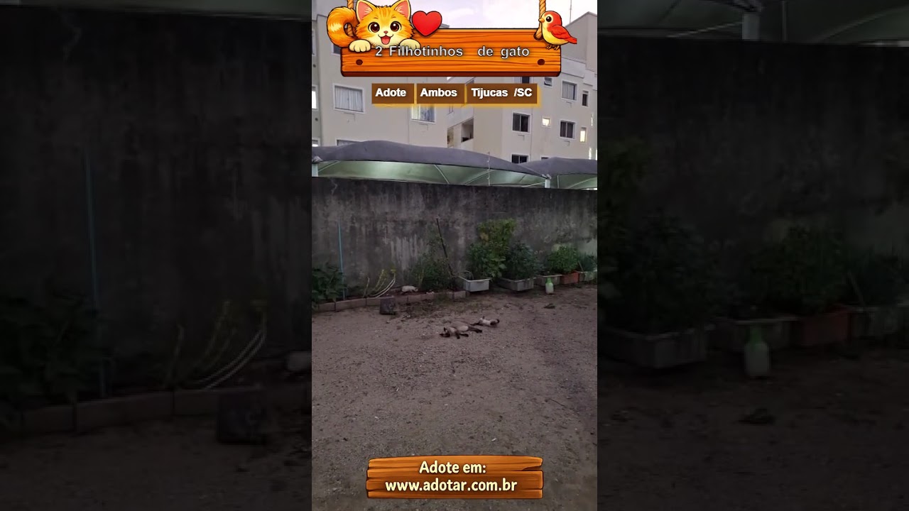 Gato raça Siamês idade Abaixo de 2 meses nome 2 Filhotinhos de gato