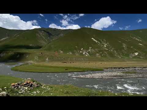 Cattle Grazing by the River in Truso Valley